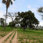 les louanges de la culture Serere